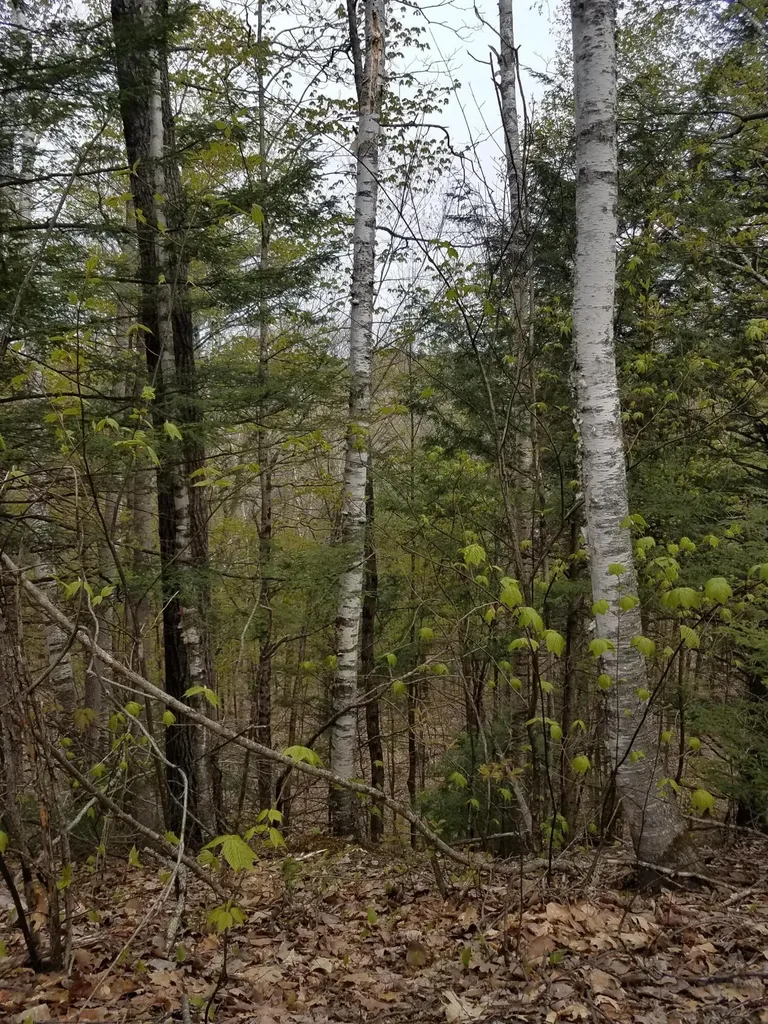 Tbd Us Route 2 New Sharon ME 04955