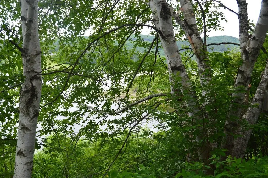 715 St. John Road Fort Kent ME 04743