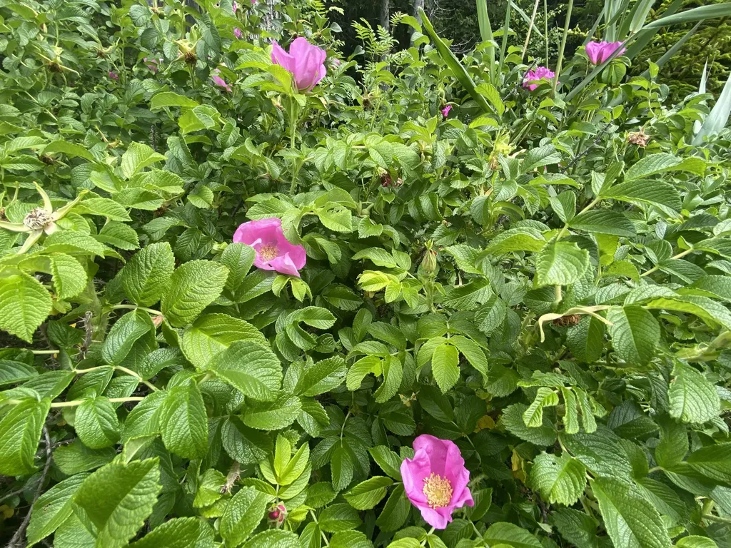 25 Coveside Road Beaver Cove ME 04441