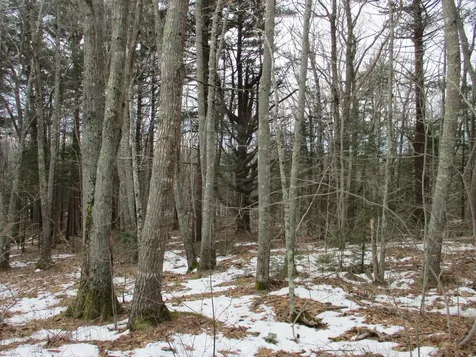 Lot 18 Roxmont Road Rockport ME 04856