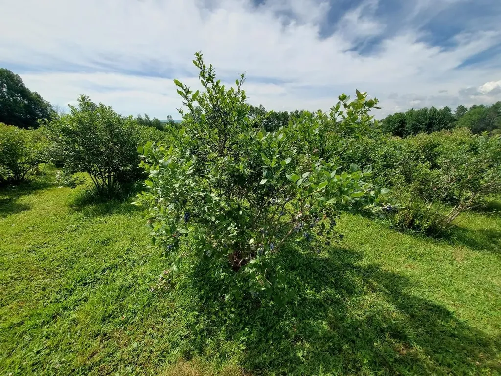 83 Mclaughlin Road Wilton ME 04294