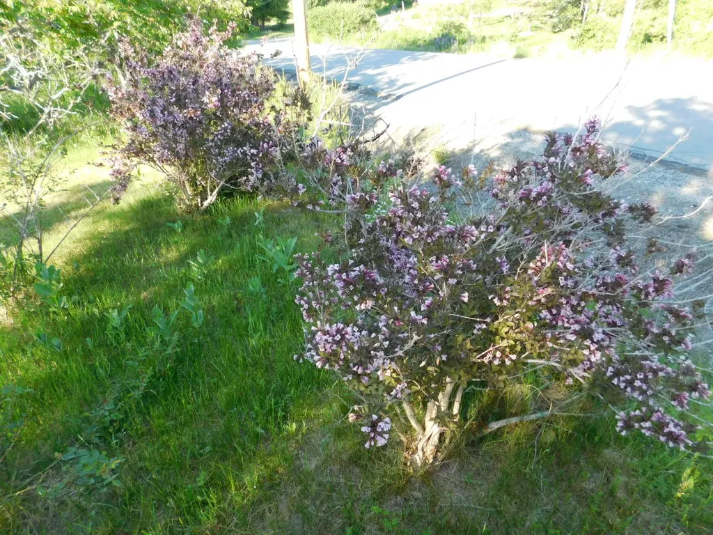 1014 Silver Lake Road Bucksport ME 04416