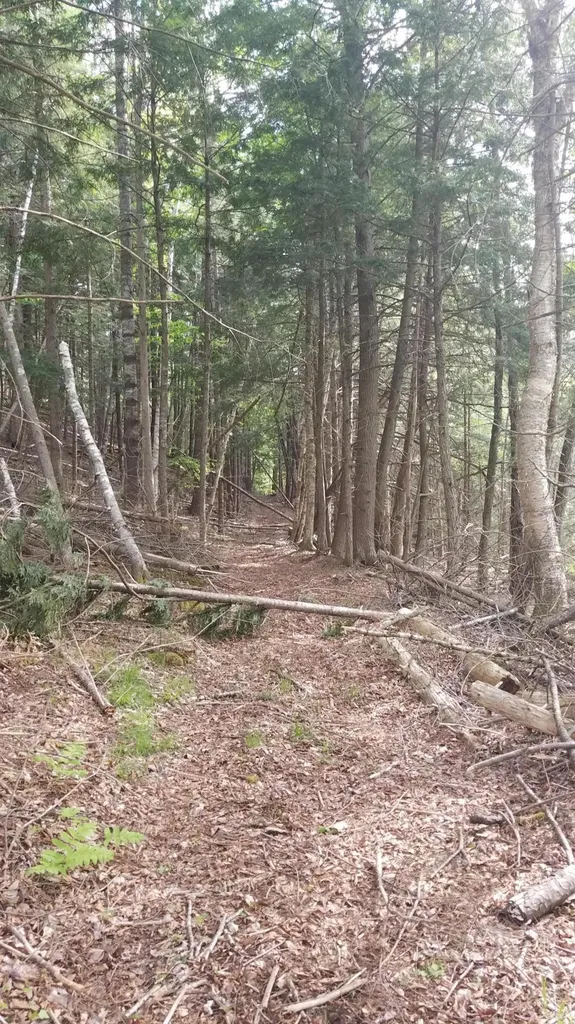 173 Mill Road Dedham ME 04429
