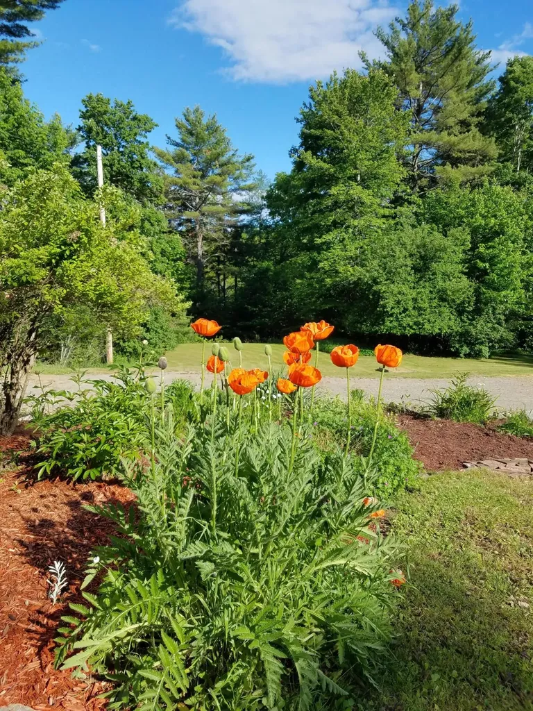 173 Mill Road Dedham ME 04429