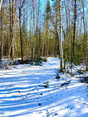 49 Whitetail Way Bangor ME 04401