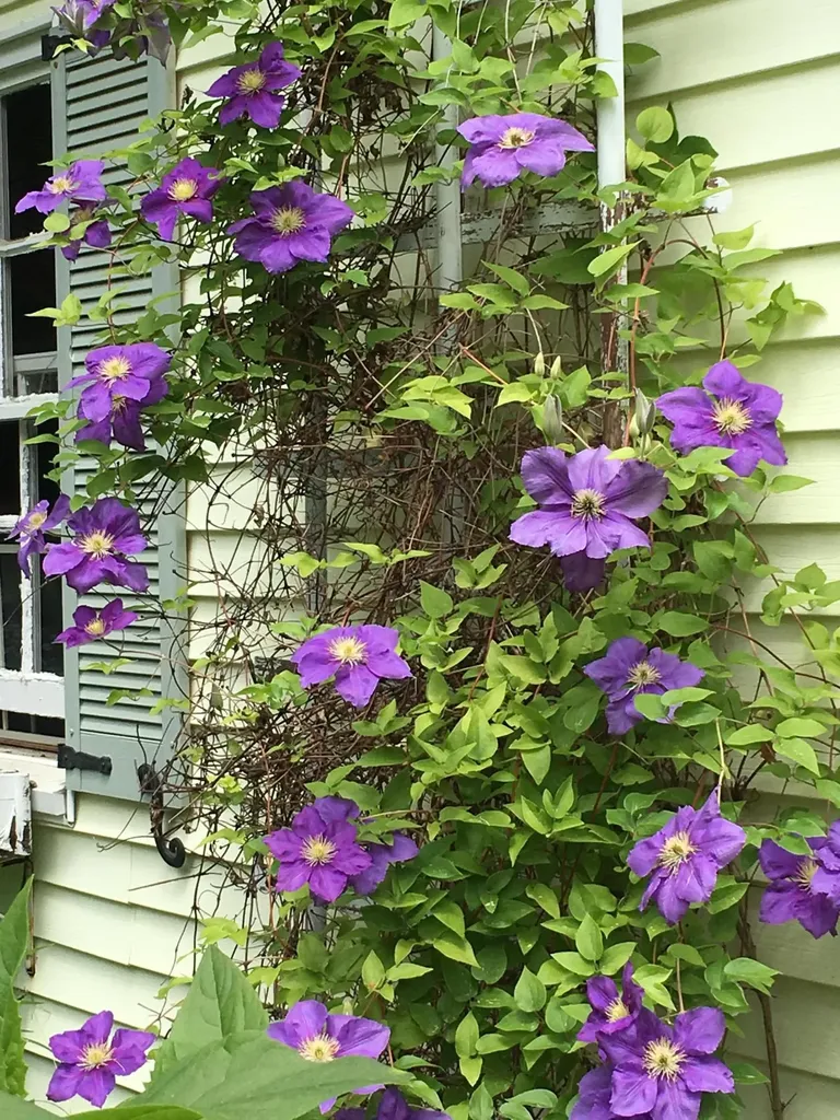 37 Churchill Street Wiscasset ME 04578