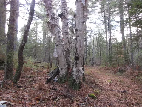X Off Ccc Road Machias ME 04686