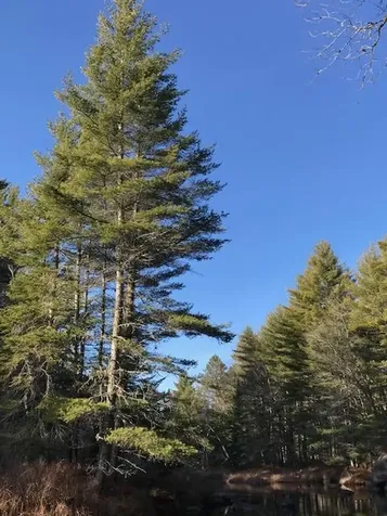 X Off Ccc Road Machias ME 04686