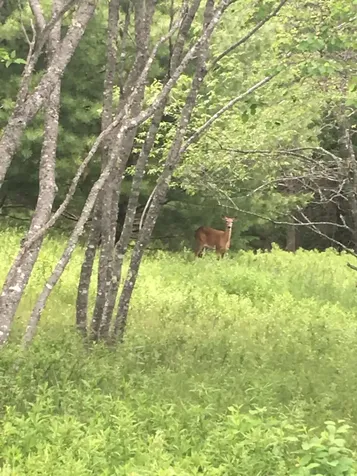 5 Deer Meadow Bar Harbor ME 04609