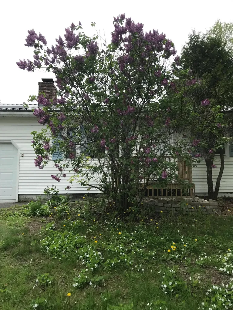 406 Pearl Street Bangor ME 04401