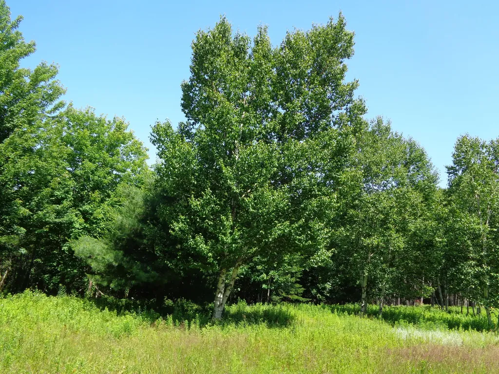 Lot 19 Bailey Mountain Road Franklin ME 04634