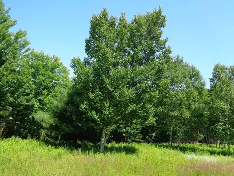 Lot 19 Bailey Mountain Road Franklin ME 04634