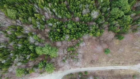 Lot 19 Bailey Mountain Road Franklin ME 04634