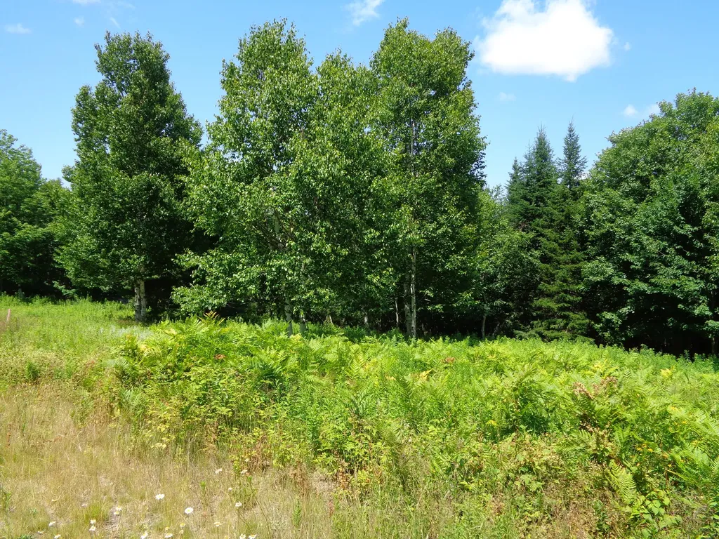 Lot 18 Bailey Mountain Road Franklin ME 04634