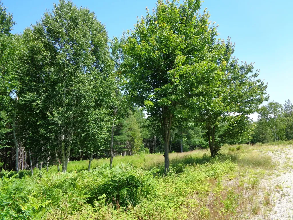 Lot 18 Bailey Mountain Road Franklin ME 04634
