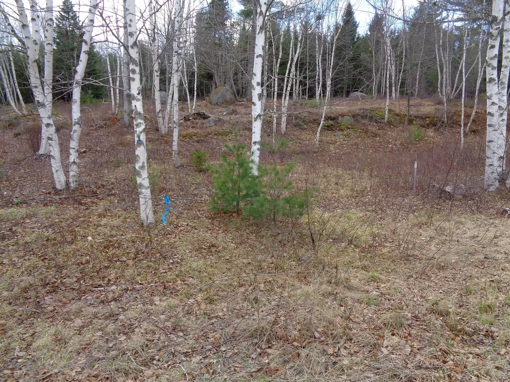 Lot 17 Bailey Mountain Road Franklin ME 04634