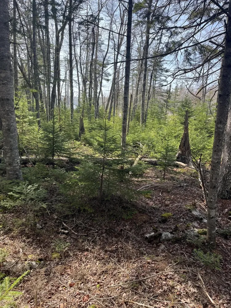 37 Missy Way Steuben ME 04680