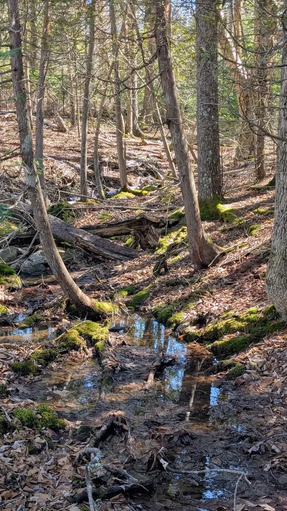 201 Milbridge Road Cherryfield ME 04622