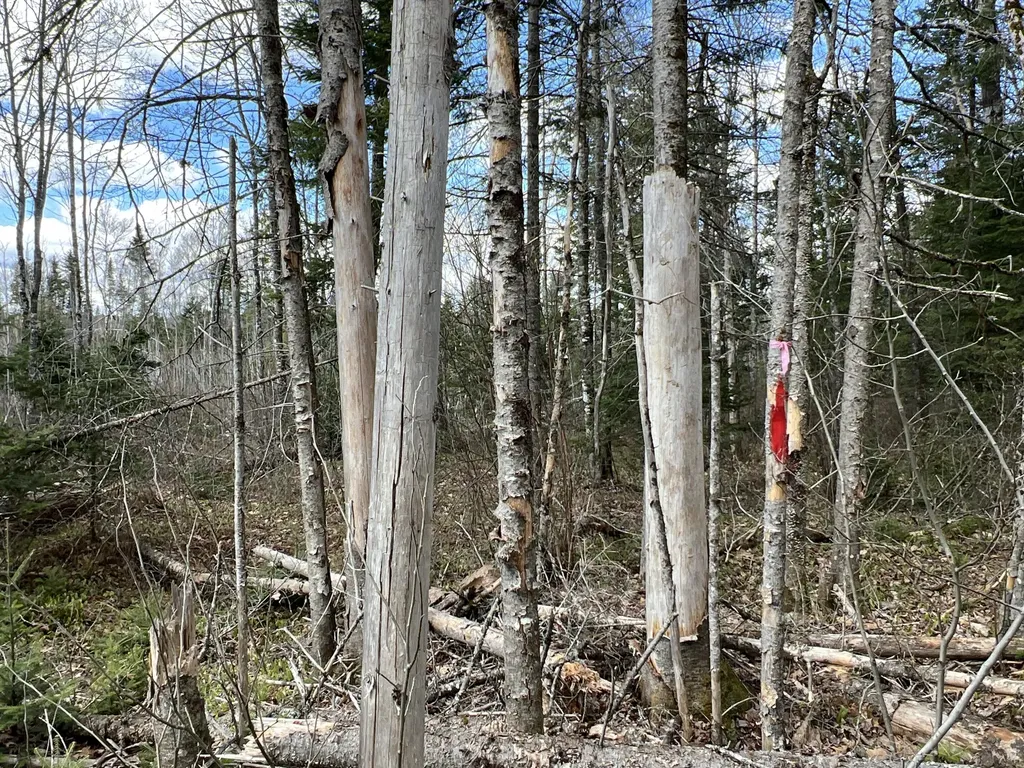 Lot 22 Schoodic Point Road Medford ME 04463