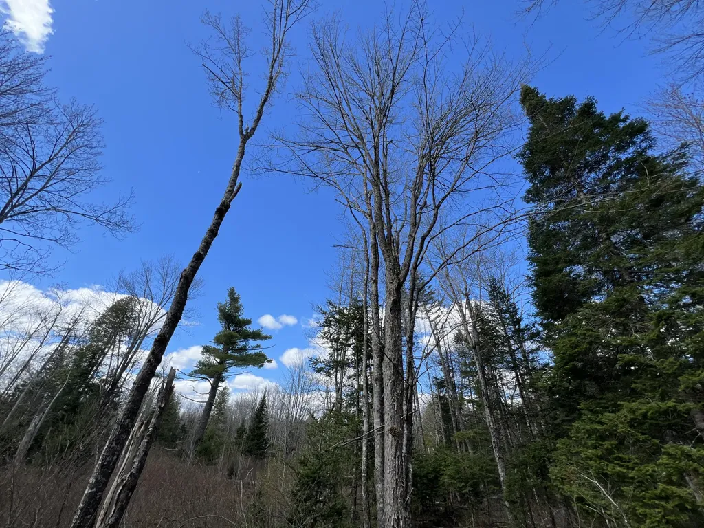 Lot 22 Schoodic Point Road Medford ME 04463