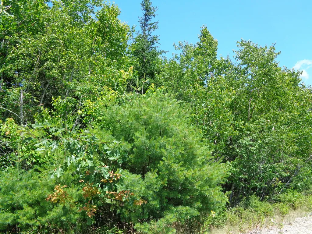 Lot 10 Bailey Mountain Road Franklin ME 04634