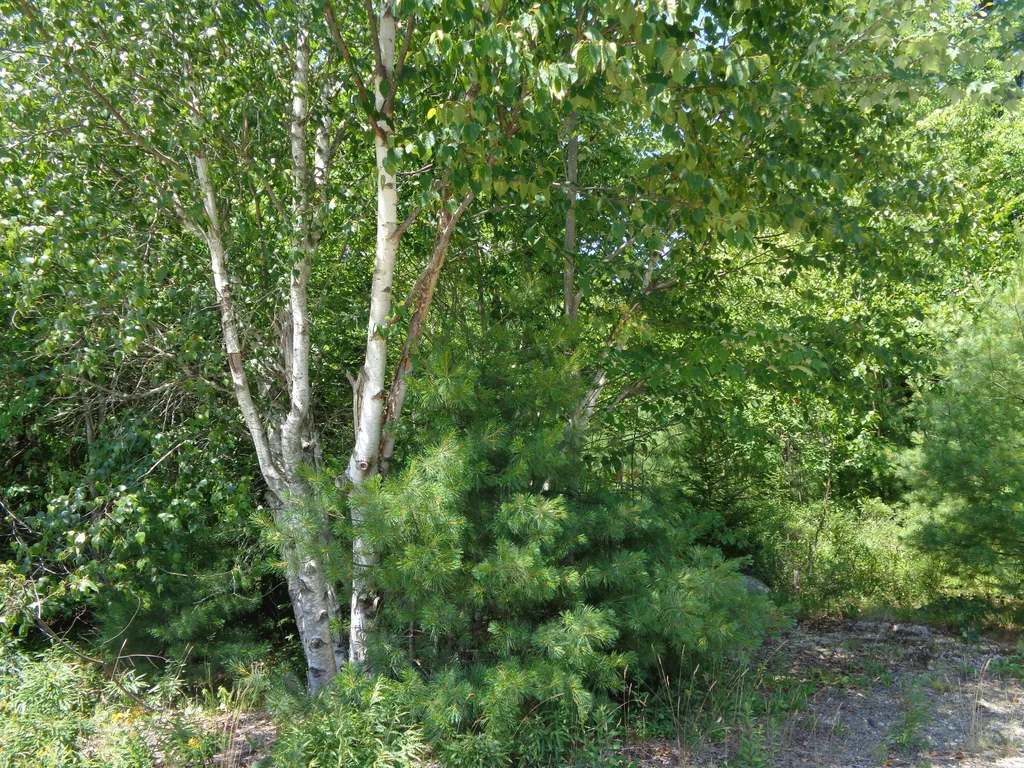 Lot 10 Bailey Mountain Road Franklin ME 04634