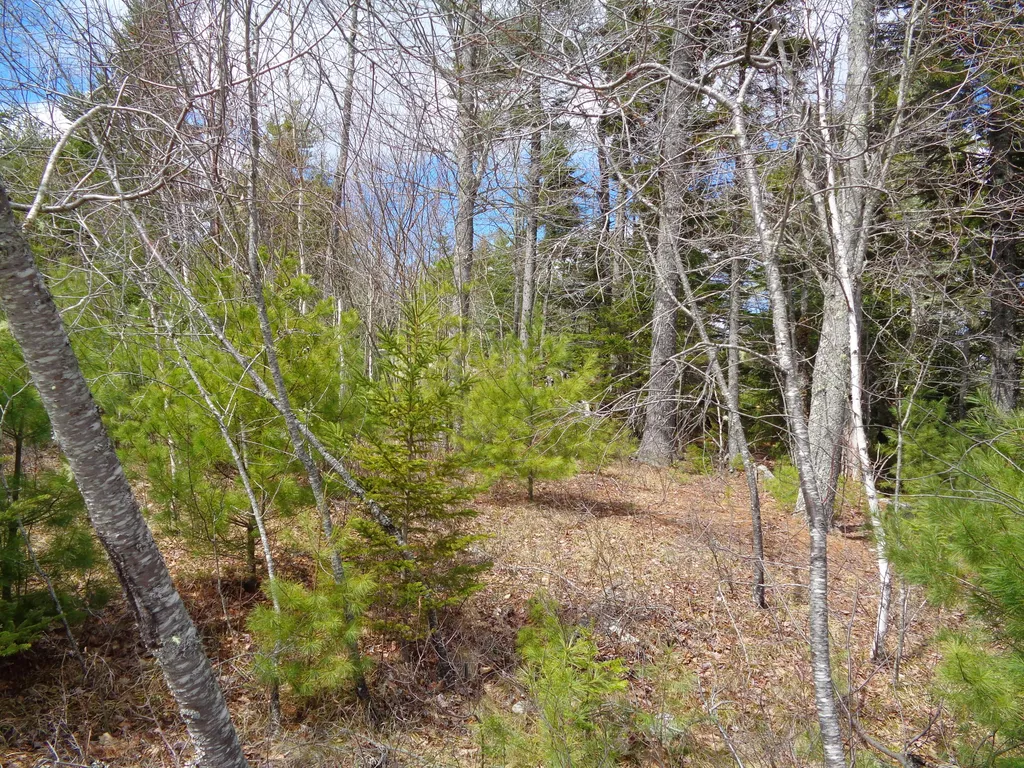 Lot 10 Bailey Mountain Road Franklin ME 04634
