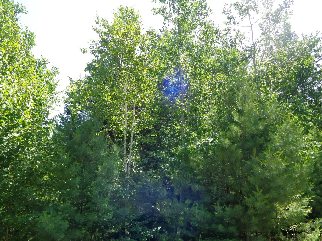 Lot 10 Bailey Mountain Road Franklin ME 04634