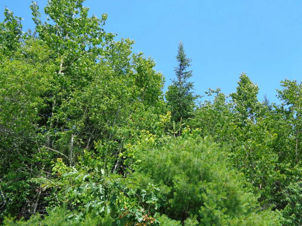 Lot 10 Bailey Mountain Road Franklin ME 04634