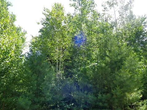 Lot 10 Bailey Mountain Road Franklin ME 04634