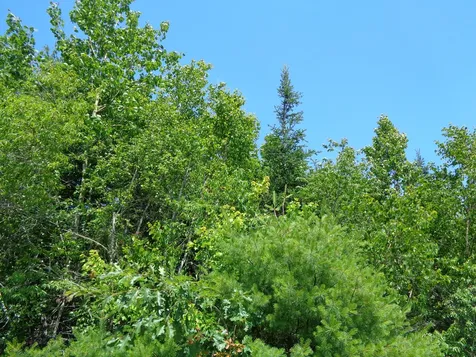 Lot 10 Bailey Mountain Road Franklin ME 04634