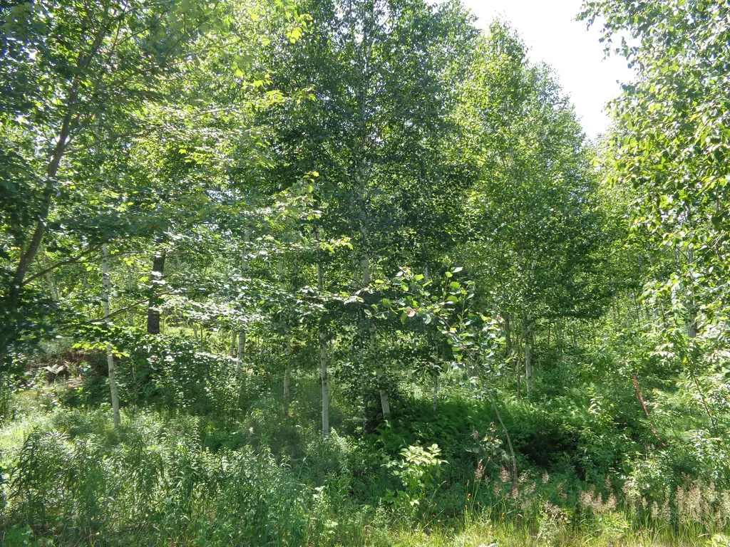 Lot 16 Bailey Mountain Road Franklin ME 04634
