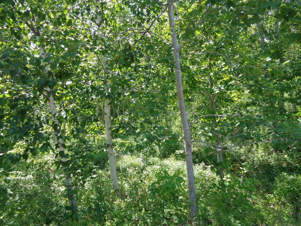 Lot 16 Bailey Mountain Road Franklin ME 04634