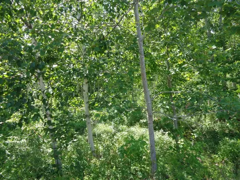 Lot 16 Bailey Mountain Road Franklin ME 04634