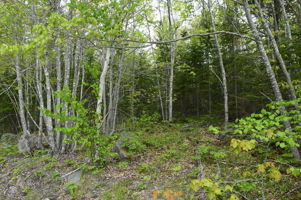 18 Lonely Oaks Way Franklin ME 04634
