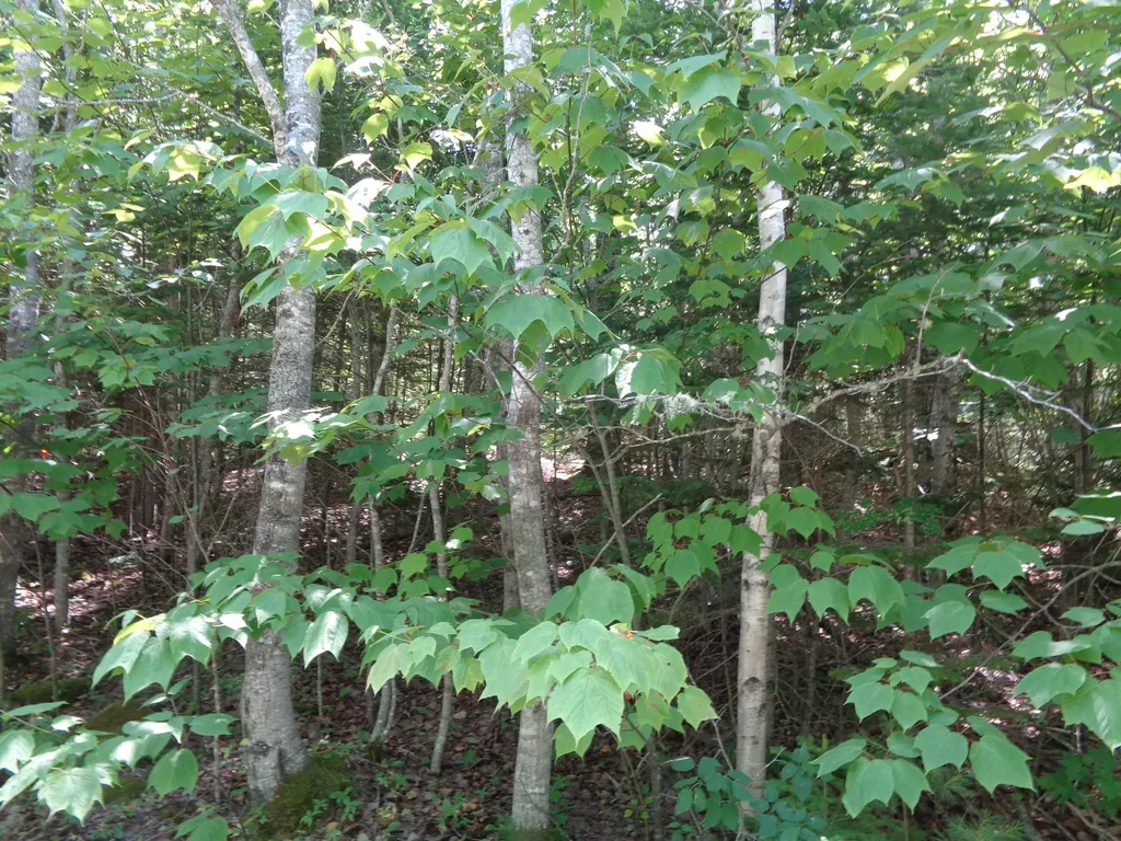 Lot 1 Bailey Mountain Road Franklin ME 04634