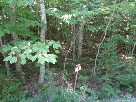 Lot 1 Bailey Mountain Road Franklin ME 04634