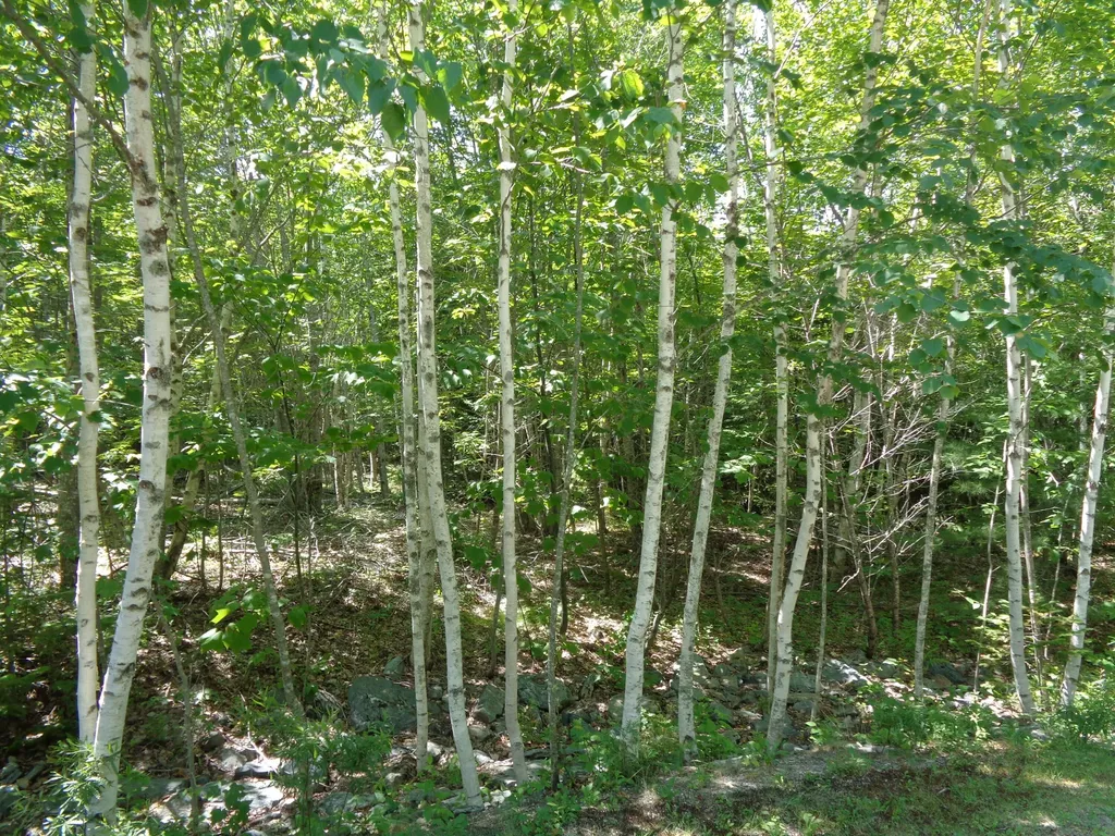 LOT20-20 Bailey Mountain Road Franklin ME 04634