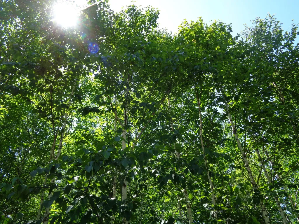 LOT20-20 Bailey Mountain Road Franklin ME 04634