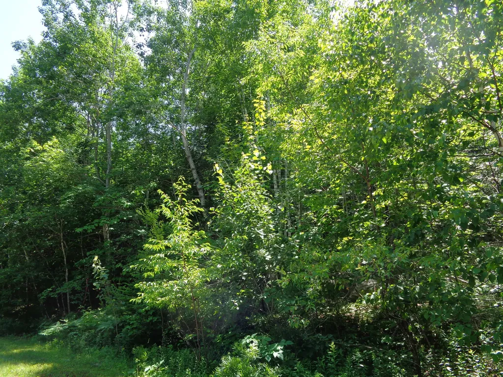 LOT20-20 Bailey Mountain Road Franklin ME 04634