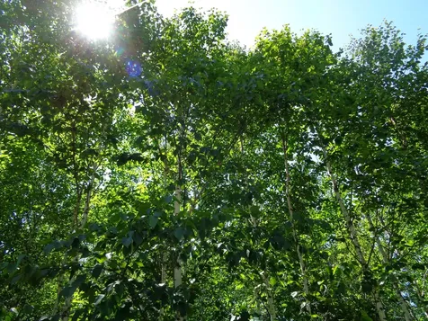 LOT20-20 Bailey Mountain Road Franklin ME 04634