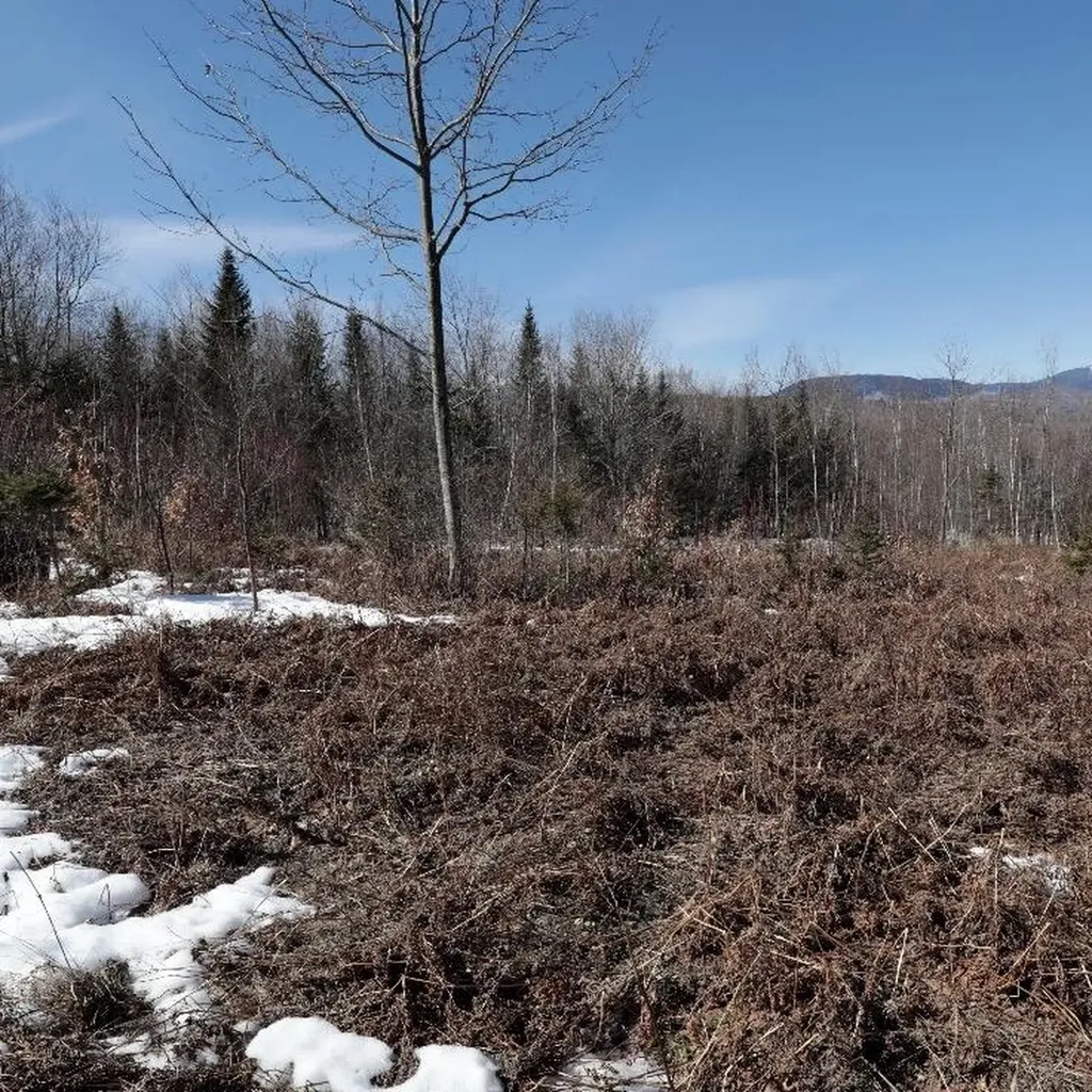 Lot #20 Hollis Drive (Eagle Ridge) Road Kingfield ME 04947