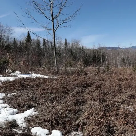 Lot #20 Hollis Drive (Eagle Ridge) Road Kingfield ME 04947
