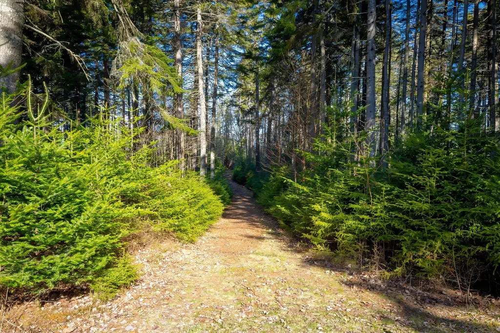 Lot 17 Wilderness Shore Road S Steuben ME 04680