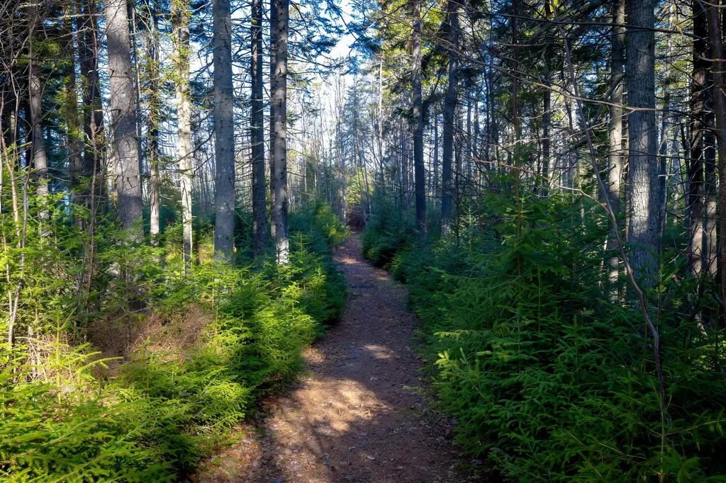 Lot 17 Wilderness Shore Road S Steuben ME 04680