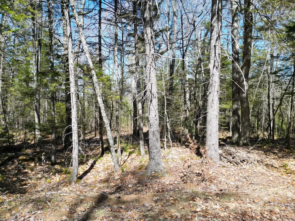 Lot 117n Long Lake Road Wesley ME 04686