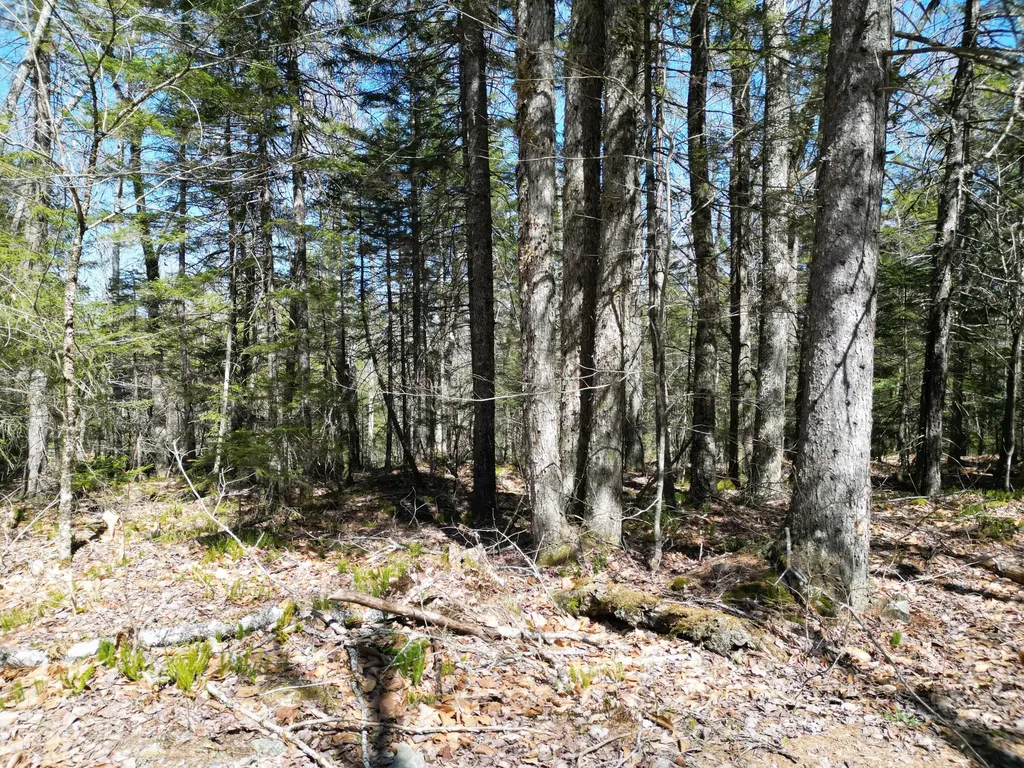Lot 117n Long Lake Road Wesley ME 04686