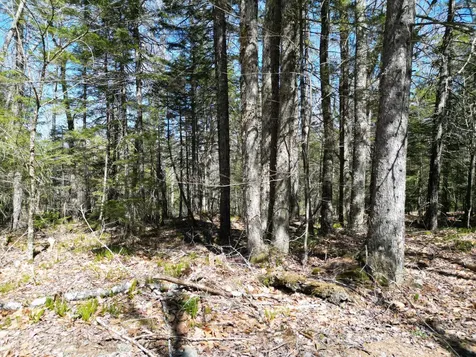 Lot 117n Long Lake Road Wesley ME 04686