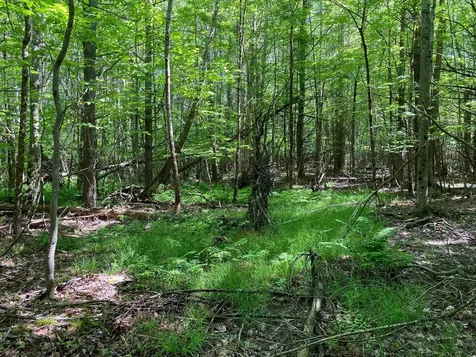 34-ACRES Deering Drive Gorham ME 04038
