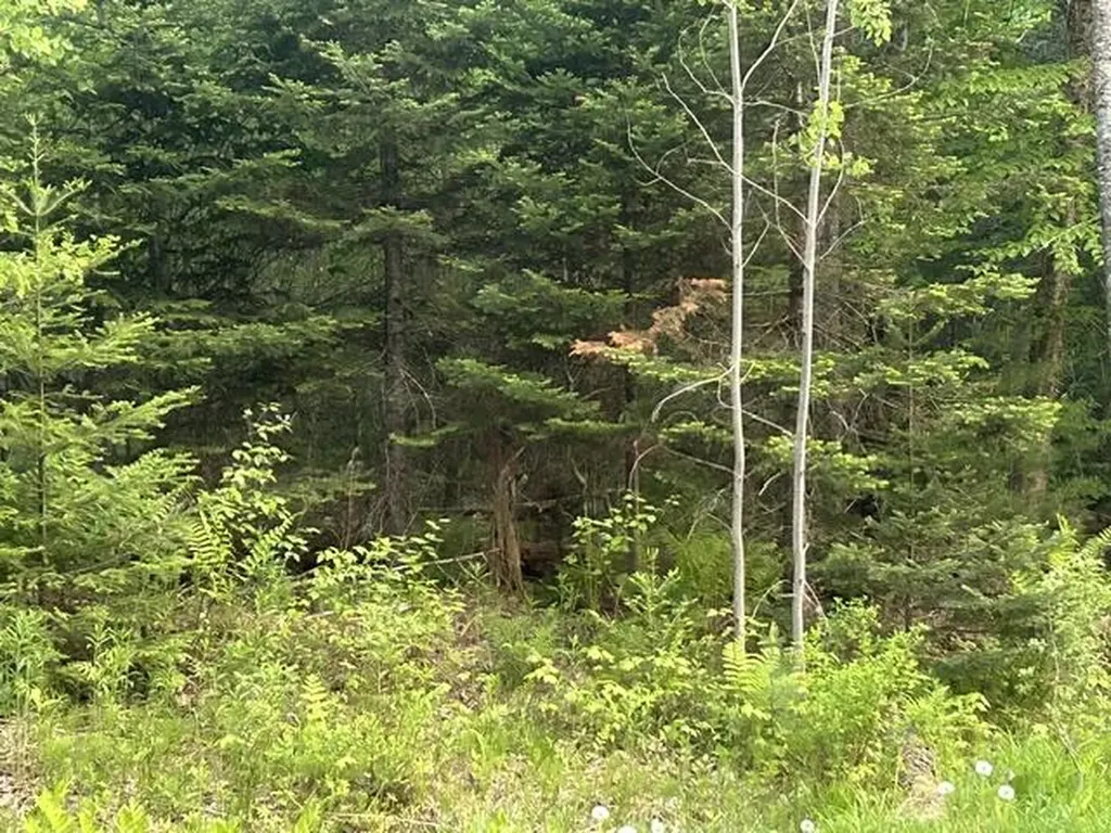 51 White Orchard Road Frankfort ME 04438